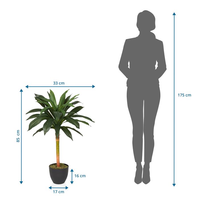 geigenfeige standort wohnung Geigenfeige – ruuds main image 1